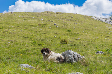 dog in the mountains