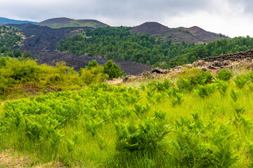 Fototapeta na wymiar Mount Etna volcanic landscape and its typical summer vegetation