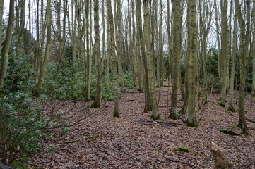 Winter walk through deciduous woods at Kemback, Fife
