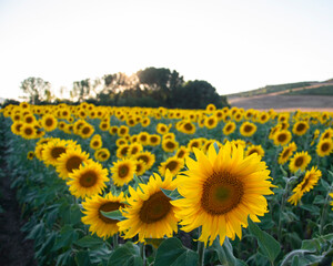 Obraz premium field of sunflowers