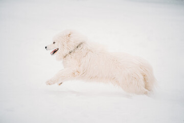 Young White Samoyed Dog Or Bjelkier, Smiley, Sammy Playing Fast Running Outdoor In Snow, Snowdrift At Winter Day. Playful Pet Outdoors