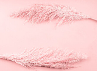 Trendy pale pink background with pampas grass frame. Boho style backdrop mockup