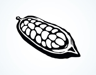 Cocoa Fruits. Vector drawing