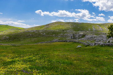 mountain meadow in the summer