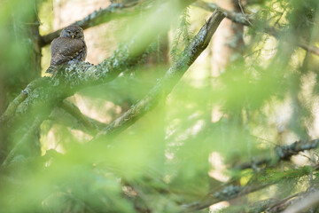 Eurasian Pygmy-Owl - Sperlingskauz - (Glaucidium passerinum ssp. passerinum, Germany (Baden-Württemberg), adult