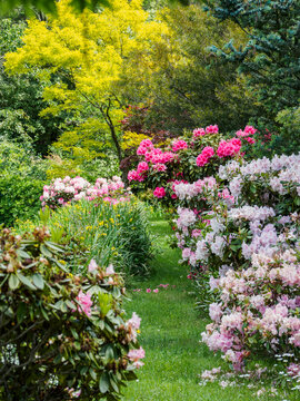 Australia, New South Wales, Katoomba, Garden with green trees and rhododendron bushes