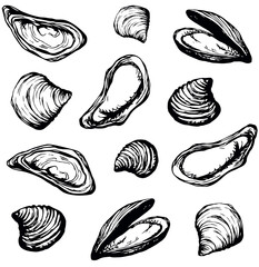 Oyster. Vector drawing