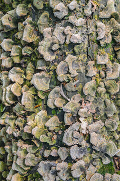 Ukraine, Dnepropetrovsk region, Novomoskovsk district, Trunk overgrown by Hoof fungus (Fomes fomentarius)