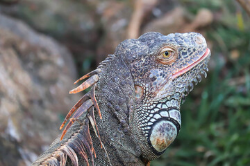 Closeup Of Large Scaly Beautiful Cute Coldblooded Colorful Lizard Reptile Central American Green Iguana With Open Eyes In Tropical Island
