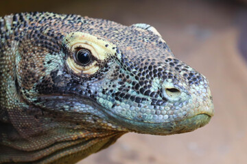 Head And Face Of Komodo Dragon Varanus Komodoensis The Largest Biggest Living Lizard In The World