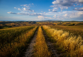 Sentiero di campagna in mezzo a campi agricoli delle crete senesi in giornata estiva