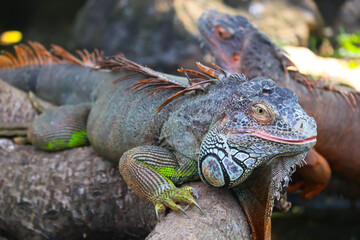 Beautiful Cute Large Scaly Coldblooded Colorful Lizard Reptile Central American Green Iguana With Open Eyes In Tropical Island