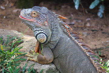 Cute Beautiful Large Scaly Coldblooded Colorful Lizard Reptile Central American Green Iguana With Open Eyes In Tropical Island