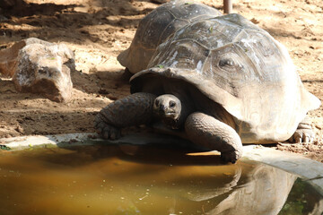 Giant Adult Aldabra Tortoise Is The Largest Tortoise Turtle In The World Found In Indian Ocean