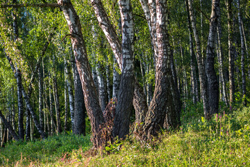 Fototapeta premium Dense birch forest on a summer day 