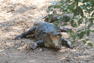 Obraz premium Alligator Or Crocodile With Sharp Teeth And Open Mouth Hunting For Prey