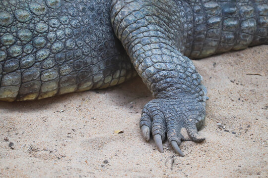 Close Up Of Scales And Nails Of Newly Born Baby Alligator Or Crocodile