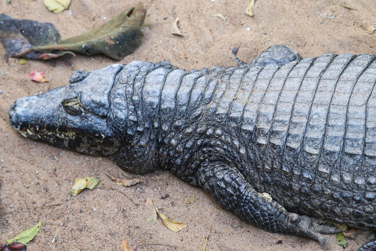 Newly Born Baby Of Lazy Alligator Or Crocodile Resting Sleeping On Sand Floor