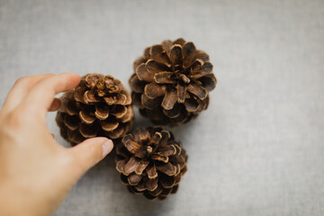 pine cones