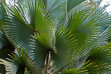 Fan palm tree leaves