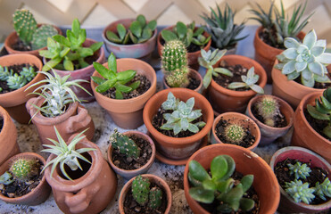 Tiny Succulent Plants in Garden