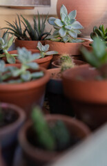 Succulent Plant in Garden