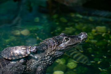 Close up of crocodile with small turtles in water. Representatives of reptiles resting on dangerous predator.
