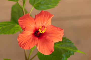 A hibiscus with a red flower indoor, How to grow hibiscus concept