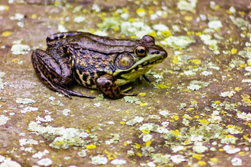 Male green frog (Lithobates-clamitans) resting on a rock  beside a pond in the woods of North America. Green on the upper lip it has a yellow throat with spots on its back and feeds mainly on insects