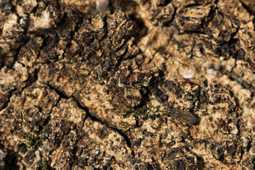 Macro image of an insect in Germany