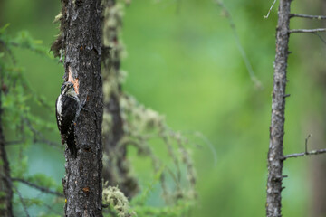 Three-toed Woodpecker, Picoides tridactylus ssp. tridactylus