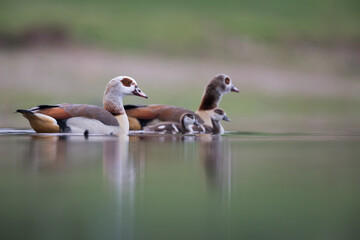 Egyptian Goose - Nilgans - Alopochen aegyptiaca, Germany (Baden-Württemberg), adult with goslings