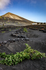 Lanzarote Malvasia 2