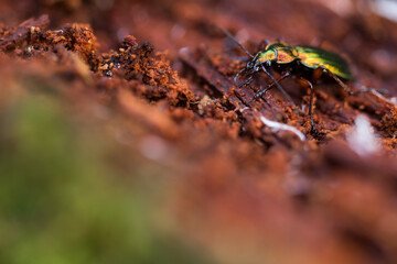 Macro image of an insect in Germany