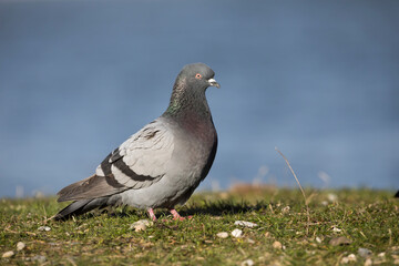Feral Pigeon - Straßentaube -  Columba livia domestica, Germany (Baden-Württemberg), adult