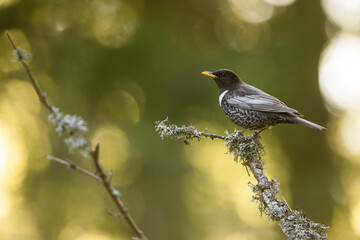 Ring Ouzel - Ringdrossel - Turdus torquatus ssp. alpestris, Germany )Baden-Württemberg), adult male