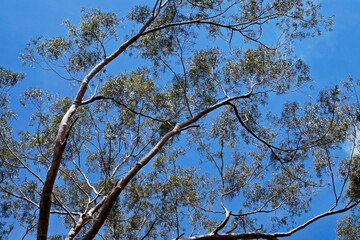 Eucalyptus tree and blue sky, Minas Gerais, Brazil