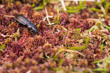 Macro image of an insect in Germany