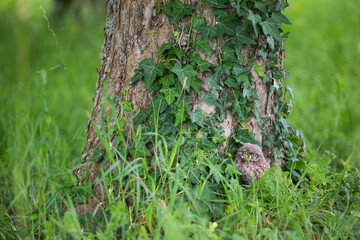 Little Owl - Steinkauz - Athene noctua ssp. noctua, Germany (Baden-Württemberg), fledgling