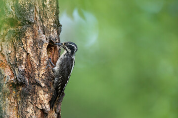 Three-toed Woodpecker, Picoides tridactylus ssp. tridactylus