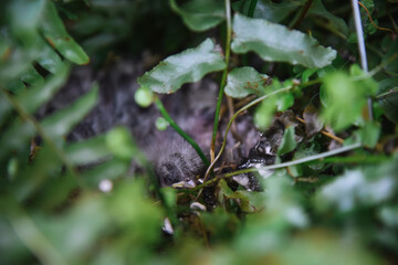 Birds nest in a fern
