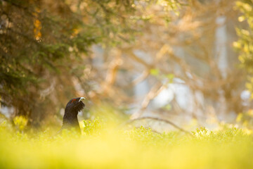 Western Capercaillie - Auerhuhn - Tetrao urogallus ssp. crassirostris, Germany (Baden-Württemberg), adult male