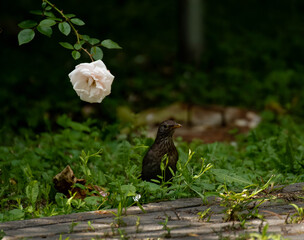 bird in the grass