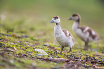 Egyptian Goose - Nilgans - Alopochen aegyptiaca, Germany (Baden-Württemberg), goslings