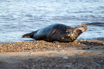 sea lions on coast line close to water