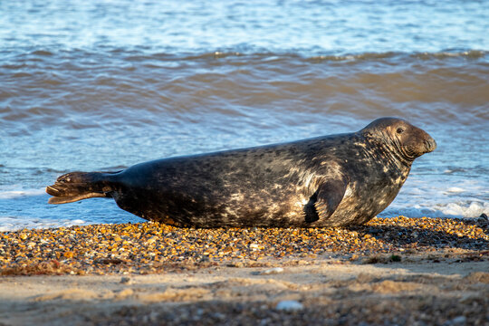sea lions on coast line close to water