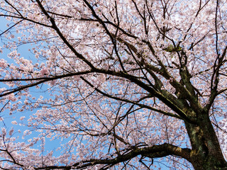 The cherry blossoms planted next to the workplace are in full bloom.
