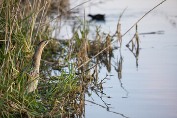 Eurasian Bittern - Rohrdommel - Botaurus stellaris ssp. stellaris, Switzerland