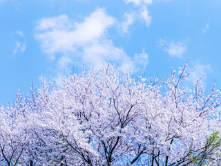 The cherry blossoms planted next to the workplace are in full bloom.
