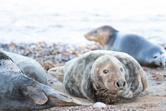 sea lions on coast line close to water